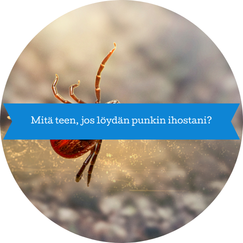 Mitä teen jos löydän punkin ihostani -blogiteksti